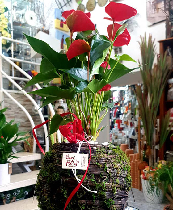 Anthurium para regalar