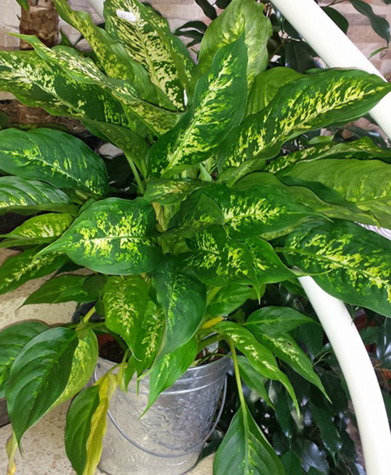 Plantas para regalar