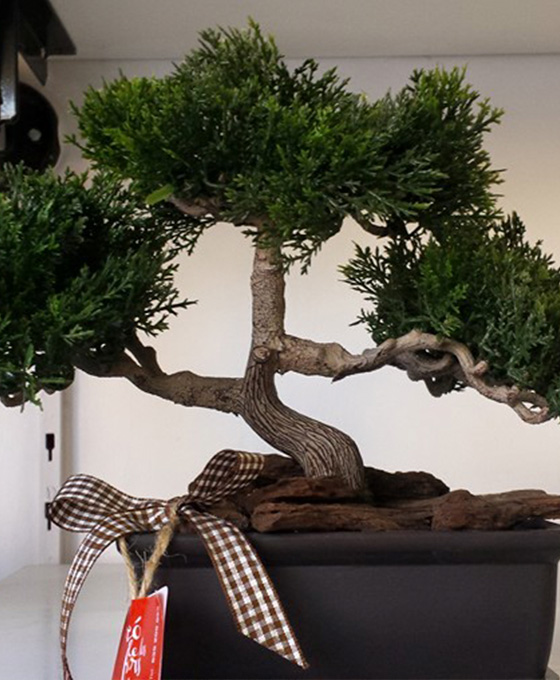 Bonsai en Vilanova del Camí