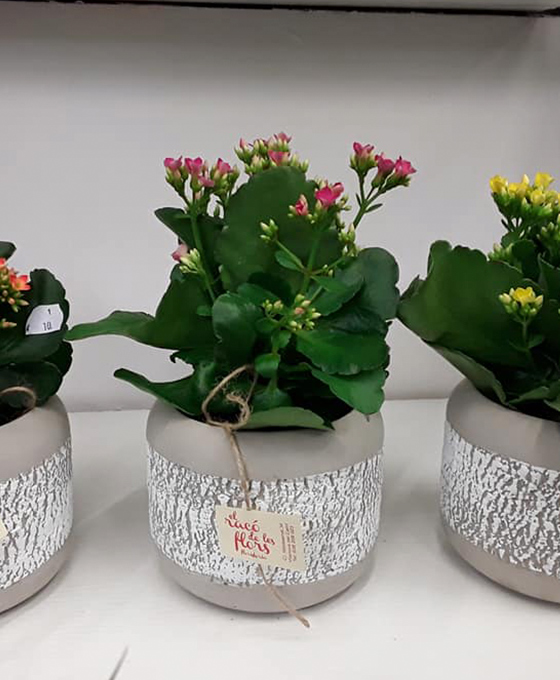 Plantas para regalar