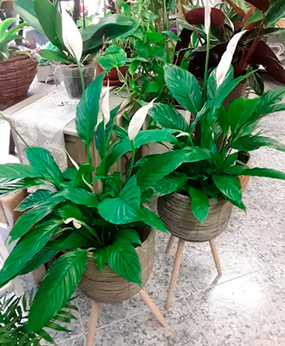 Plantas en Vilanova del Camí para decorar