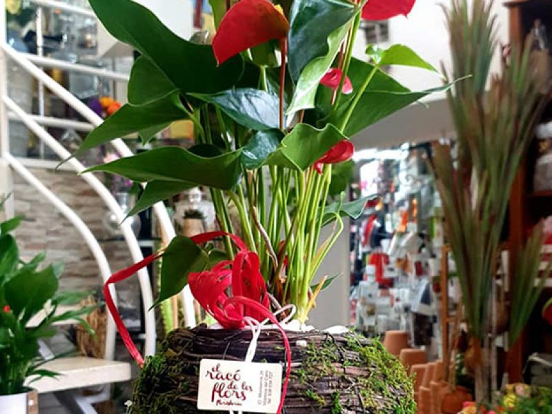 Anthurium para regalar